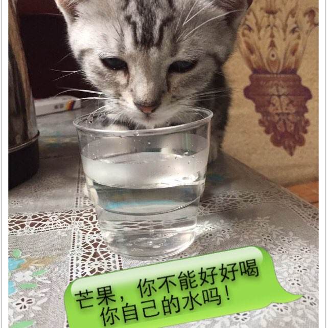 怎么买路易斯安那州出生证明